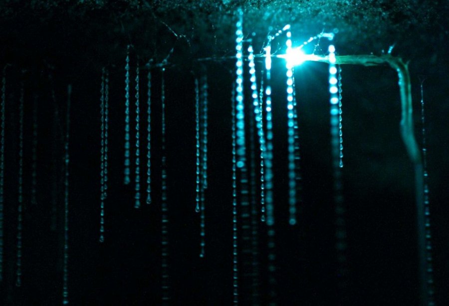 Пещера светлячков Вайтомо, Новая Зеландия